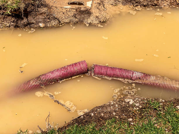 Best Professional water damage repair  in Isle Of Palms, SC